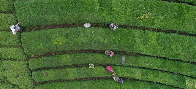 ÇAYKUR randevulu alım sistemini kaldırdı