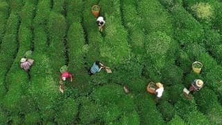 ÇAYKUR yarından itibaren randevulu yaş çay alım sistemine geçiyor