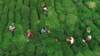 ÇAYKUR, yaş çay alımında kontenjanı düşürdü