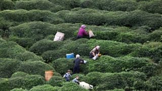 ÇAYKUR yaş çayda serbest alıma başlıyor