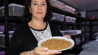 Çekirge ve un kurdu üretiminde Antalya'da dev kapasite