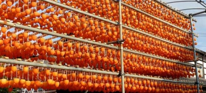 'Cennet elması', üreticinin yüzünü güldürüyor