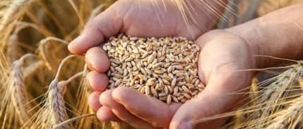 Çiftçilerden buğday alım fiyatına tepki