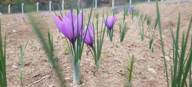 Çiftçiler kuraklığa karşı safrana yöneldi