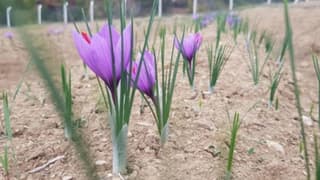 Çiftçiler kuraklığa karşı safrana yöneldi