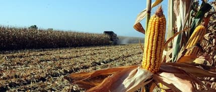 Çiftçiler mısırda maliyeti hesapladı, beklentilerini açıkladı