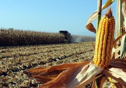Çiftçiler mısırda maliyeti hesapladı, beklentilerini açıkladı