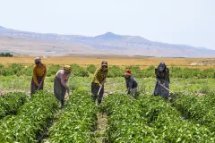Çiftçilere 6 ayda 106 milyar lira destek ödemesi yapıldı
