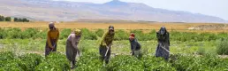 Çiftçilere 6 ayda 106 milyar lira destek ödemesi yapıldı