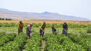 Çiftçilere 6 ayda 106 milyar lira destek ödemesi yapıldı