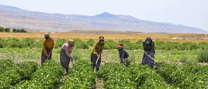 Çiftçilere 6 ayda 106 milyar lira destek ödemesi yapıldı