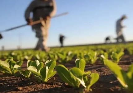 Çiftçilerin tarım sigortası maliyeti azaltılacak