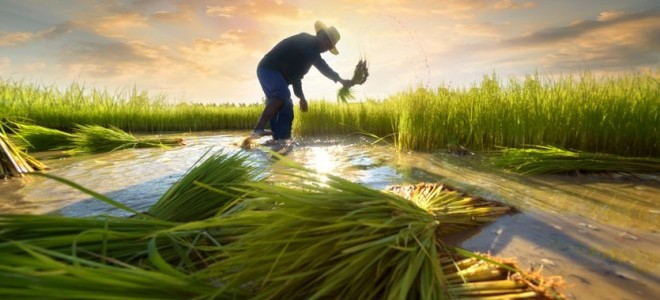 Çiftçiye destek ödemesi