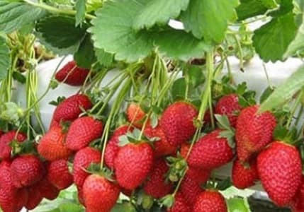 Çileğin Market Fiyatı Çiftçinin 3 Katı !