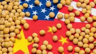 Çin'den ABD'ye soya fasulyesi taahhüdü
