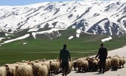 Çoban sorununa yerli çözüm önerisi