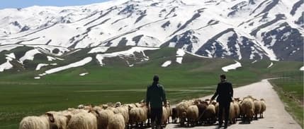 Çoban sorununa yerli çözüm önerisi