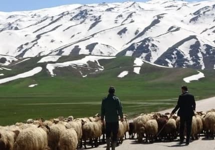 Çoban sorununa yerli çözüm önerisi