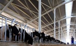 Bakanlık duyurdu: Düve yetiştiriciliğine 80 milyon liralık hibe desteği