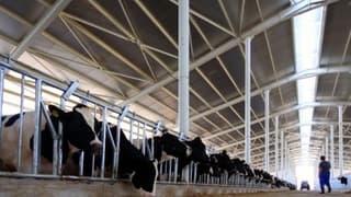 Bakanlık duyurdu: Düve yetiştiriciliğine 80 milyon liralık hibe desteği