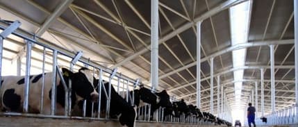 Bakanlık duyurdu: Düve yetiştiriciliğine 80 milyon liralık hibe desteği