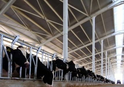 Bakanlık duyurdu: Düve yetiştiriciliğine 80 milyon liralık hibe desteği