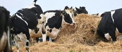 Danimarka’dan inek başına 100 Euro karbon vergisi alma planı