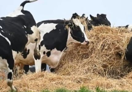 Danimarka’dan inek başına 100 Euro karbon vergisi alma planı