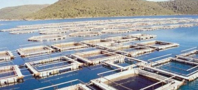 Denize Kıyısı Olmayan İlçeden Avrupa'ya 300 Ton Balık İhracı