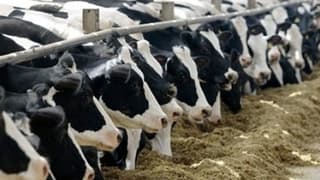 Depocuydu, Fabrikatör Oldu