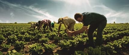 Devlet destekli tarım sigortalarında toplam sigorta bedeli arttı