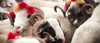 Diyanet açıkladı: 2024 yılı vekaletle kurban kesim bedeli belli oldu