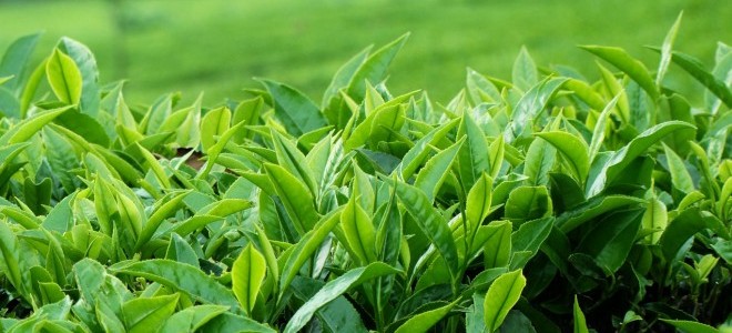 Doğu Karadeniz'de Çay Hasat Dönemi Sona Erdi!