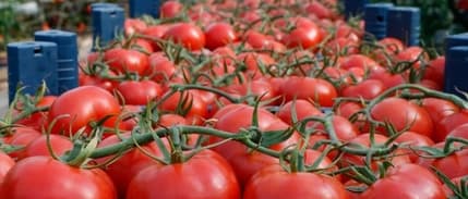 Domates ihracatına getirilen yasak, tebliğle birlikte kaldırıldı