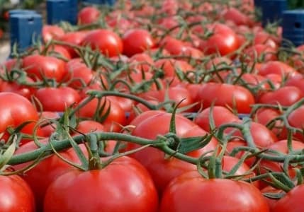 Domates ihracatına getirilen yasak, tebliğle birlikte kaldırıldı