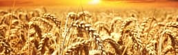 Dünya Buğday Üretim Öngörüsünü 17 Milyon Ton Düşürdü