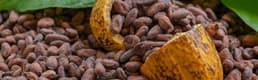 Dünyada kakao fiyatları zirve tazeledi: Bakırdan daha değerli hale geldi