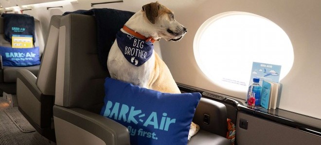 Dünyanın ilk lüks köpek hava yolu hizmete başladı