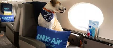 Dünyanın ilk lüks köpek hava yolu hizmete başladı