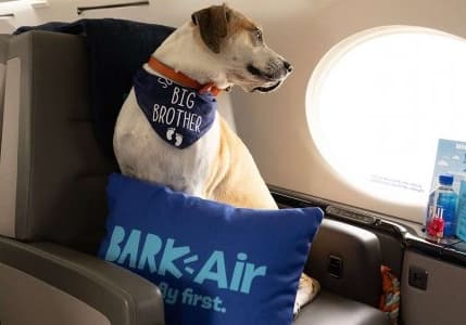 Dünyanın ilk lüks köpek hava yolu hizmete başladı