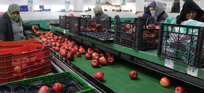 Elma ve limon ihracatına izin şartı getirildi