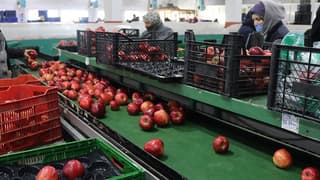 Elma ve limon ihracatına izin şartı getirildi