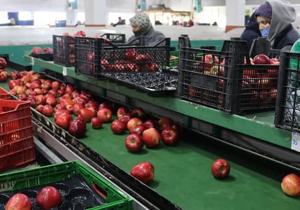 Elma ve limon ihracatına izin şartı getirildi