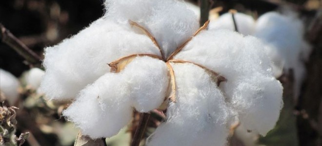 Emtia piyasasında pamuk fiyatları 10 yıldır ilk defa 1 doları aştı