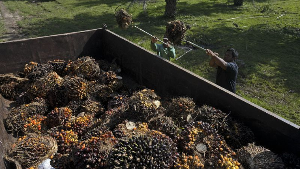 Enerji şoku bitki bazlı yakıtlara da sıçradı