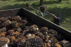 Enerji şoku bitki bazlı yakıtlara da sıçradı