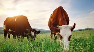 Et İthalatına Rağmen 2.5 Milyon Metrekare Merada Yerli Üretim