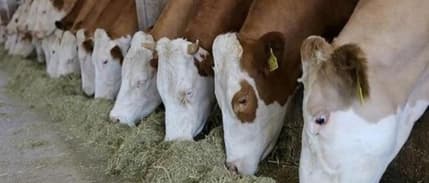 Et ve Süt Kurumu'ndan 'besi çiftliği' hamlesi