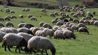 Et ve süt verimliliğini artırmanın yolları görüşüldü