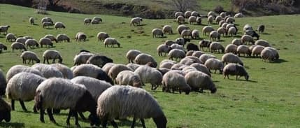 Et ve süt verimliliğini artırmanın yolları görüşüldü